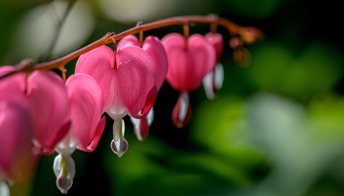 healing of mother wounds and family relationships.