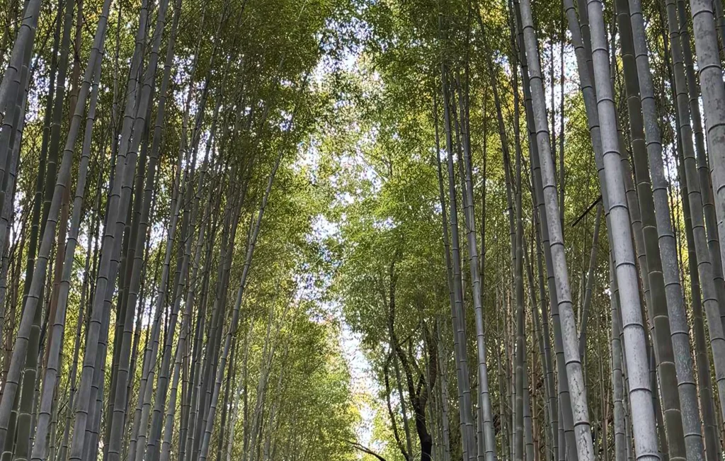 Tall bamboo stalks line both sides of a path, their green leaves forming a leafy canopy overhead and allowing dappled sunlight to filter through. The tranquil scene invites wellbeing and creates a tunnel-like effect.
