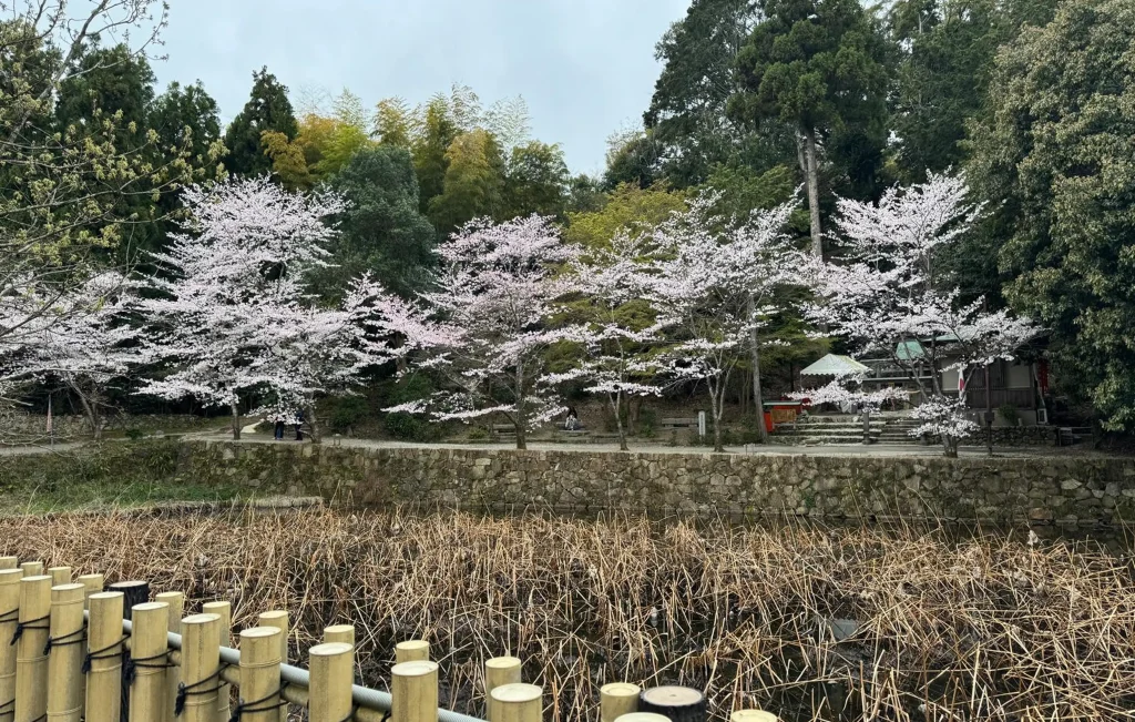 Cherry blossom trees in full bloom line a stone wall beside a pond with dried reeds. Bamboo fencing is in the foreground, and a staircase leads to a small shrine among tall evergreens—healing beauty just outside your door.